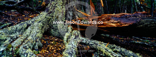 Moss and lichen cover gnarled roots of a beech tree in a dark forest. Ushuaia, Martial Mountains, Fuegian Andes, Ushuaia Bay, The Beagle Channel, Tierra del Fuego Archipelago, Straits of Magellan, Tierra del Fuego Province, Patagonia, Argentina.