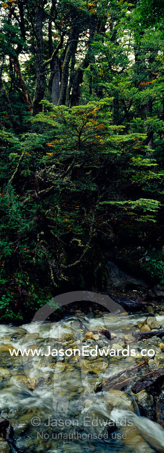 A pristine alpine stream flows through an ancient, lush beech forest. Glacier El Martial, Ushuaia, Fuegian Andes, Tierra del Fuego Archipelago, Straits of Magellan, Tierra del Fuego Province, Patagonia, Argentina.