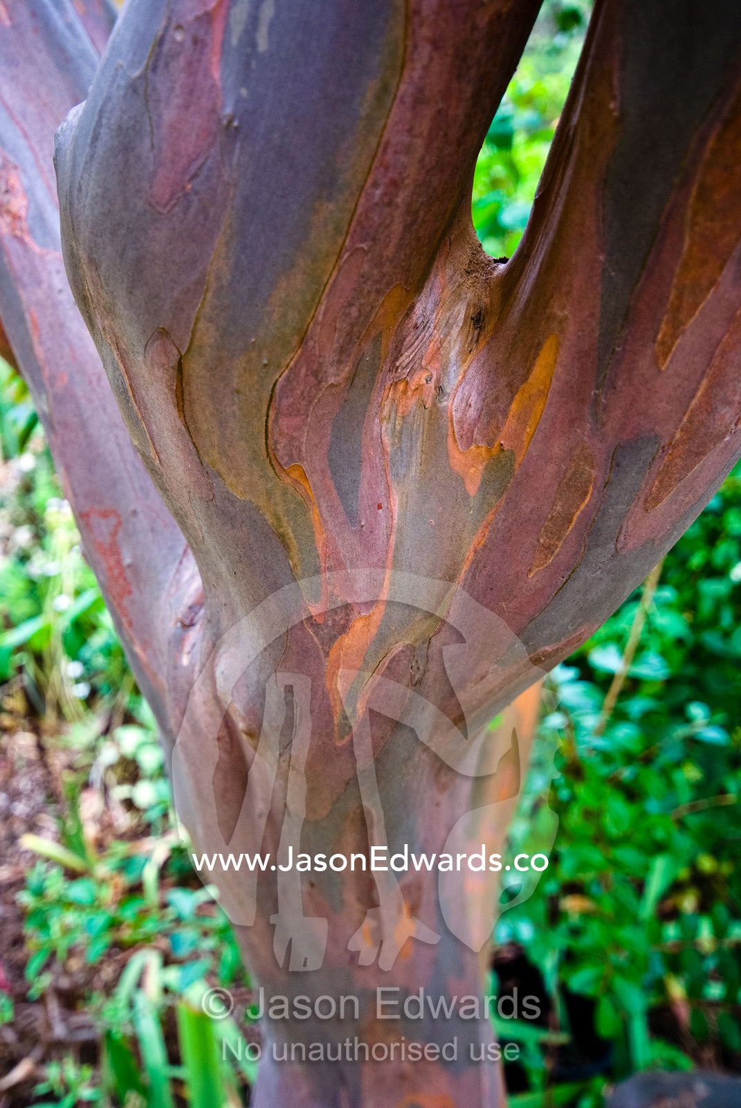 A mosaic of patterns in reds and greens on a Crape Myrtle tree trunk. Castlemaine, Victoria, Australia.