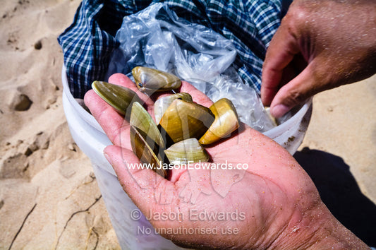 A handful of Pipi an edible shellfish collected on sandy beaches. Venus Bay, Cape Liptrap Coastal Park, Bass Strait, South Gippsland, Victoria, Australia.