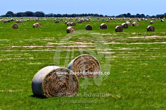 After harvesting round hay bails lie scattered in a lush farm field. Walkerville, South Gippsland, Victoria, Australia.