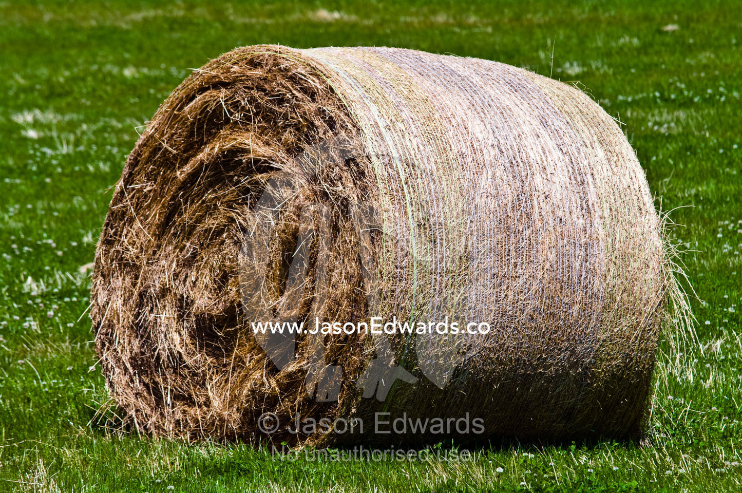 After harvesting round hay bales lie scattered in a lush farm field. Walkerville, South Gippsland, Victoria, Australia.