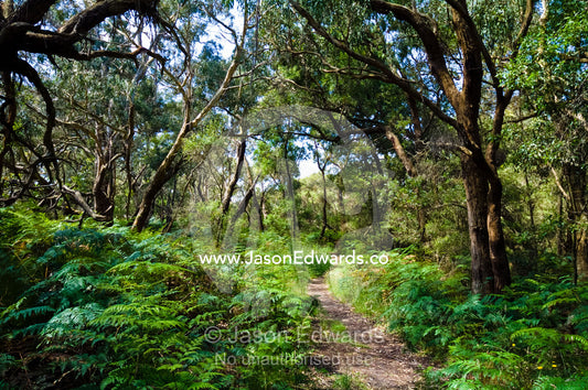 A bracken-lined bushwalking trail leads through forest to a wetland. Bald Hills Wetland Reserve, Tarwin Lower, South Gippsland, Victoria, Australia.