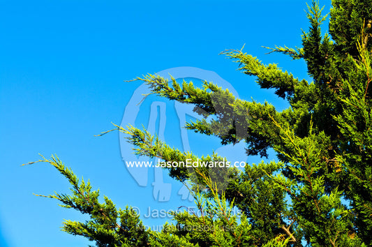 The long branches of a cedar tree reaching into a blue summer sky. Venus Bay, South Gippsland, Victoria, Australia.