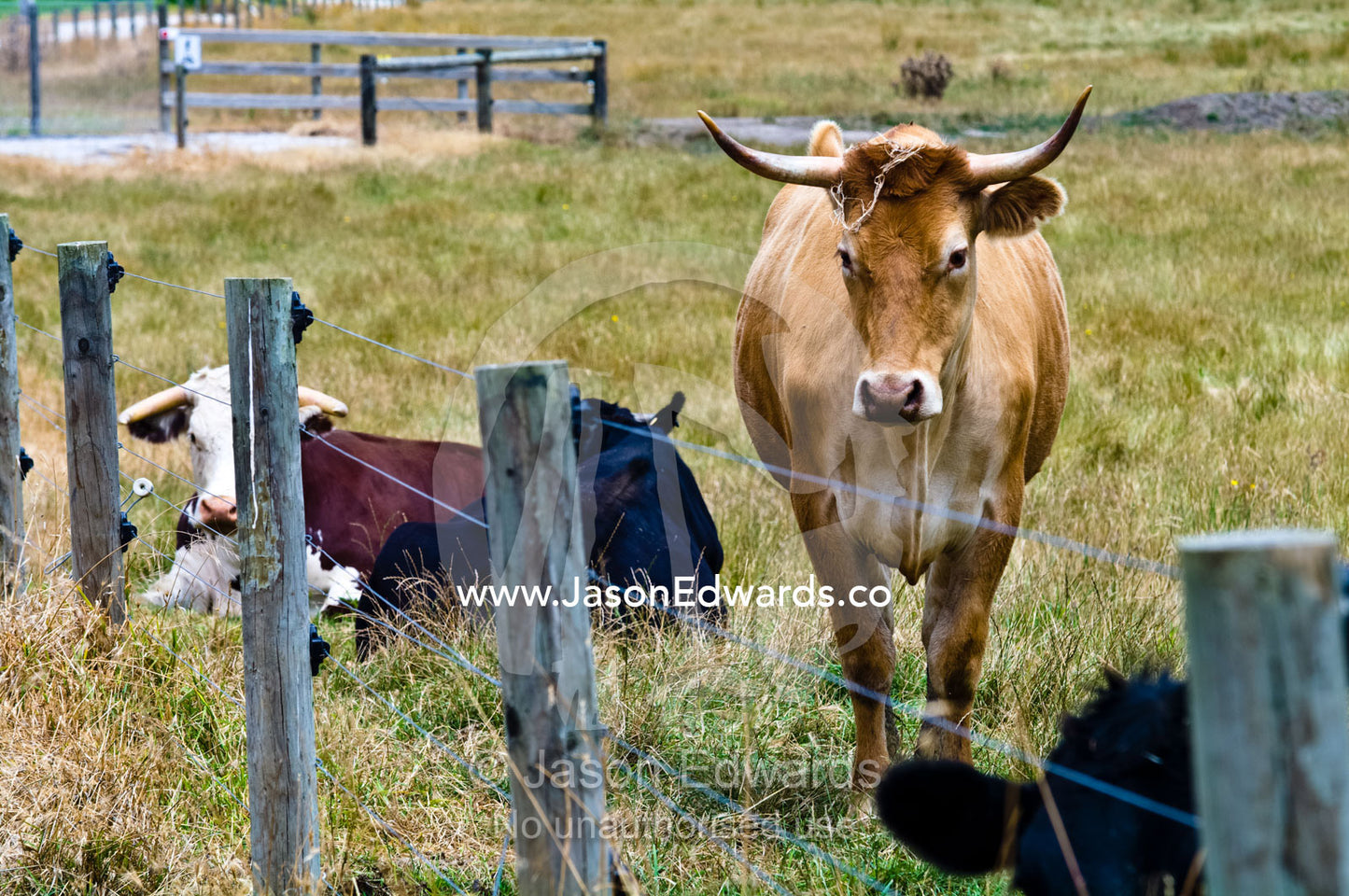 A cow with long pointed horns stands by an electrified farm fence. Tarwin Lower, Bass Strait, South Gippsland, Victoria, Australia.