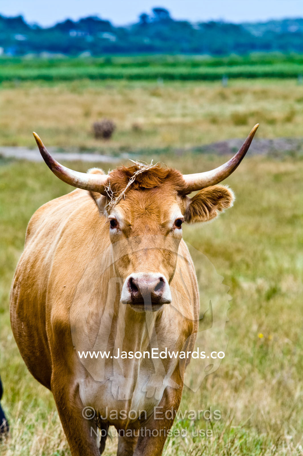 A cow with long pointed horns standing in a grazing paddock on a farm. Tarwin Lower, Bass Strait, South Gippsland, Victoria, Australia.