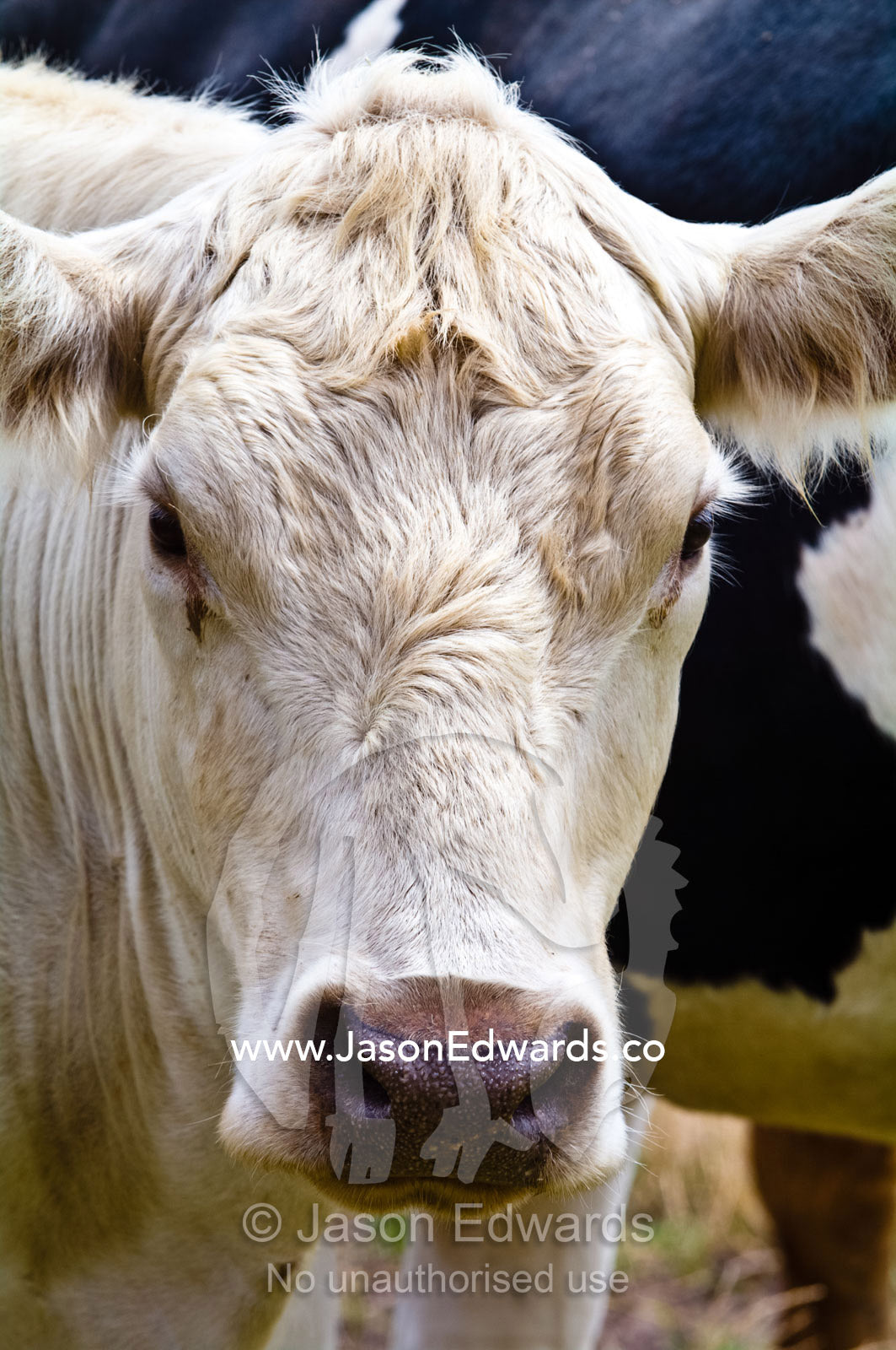 Portrait of the thick hair on the forehead of a curious Charolais cow. Tarwin Lower, Bass Strait, South Gippsland, Victoria, Australia.