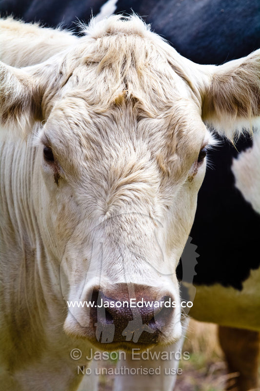 Portrait of the thick hair on the forehead of a curious Charolais cow. Tarwin Lower, Bass Strait, South Gippsland, Victoria, Australia.