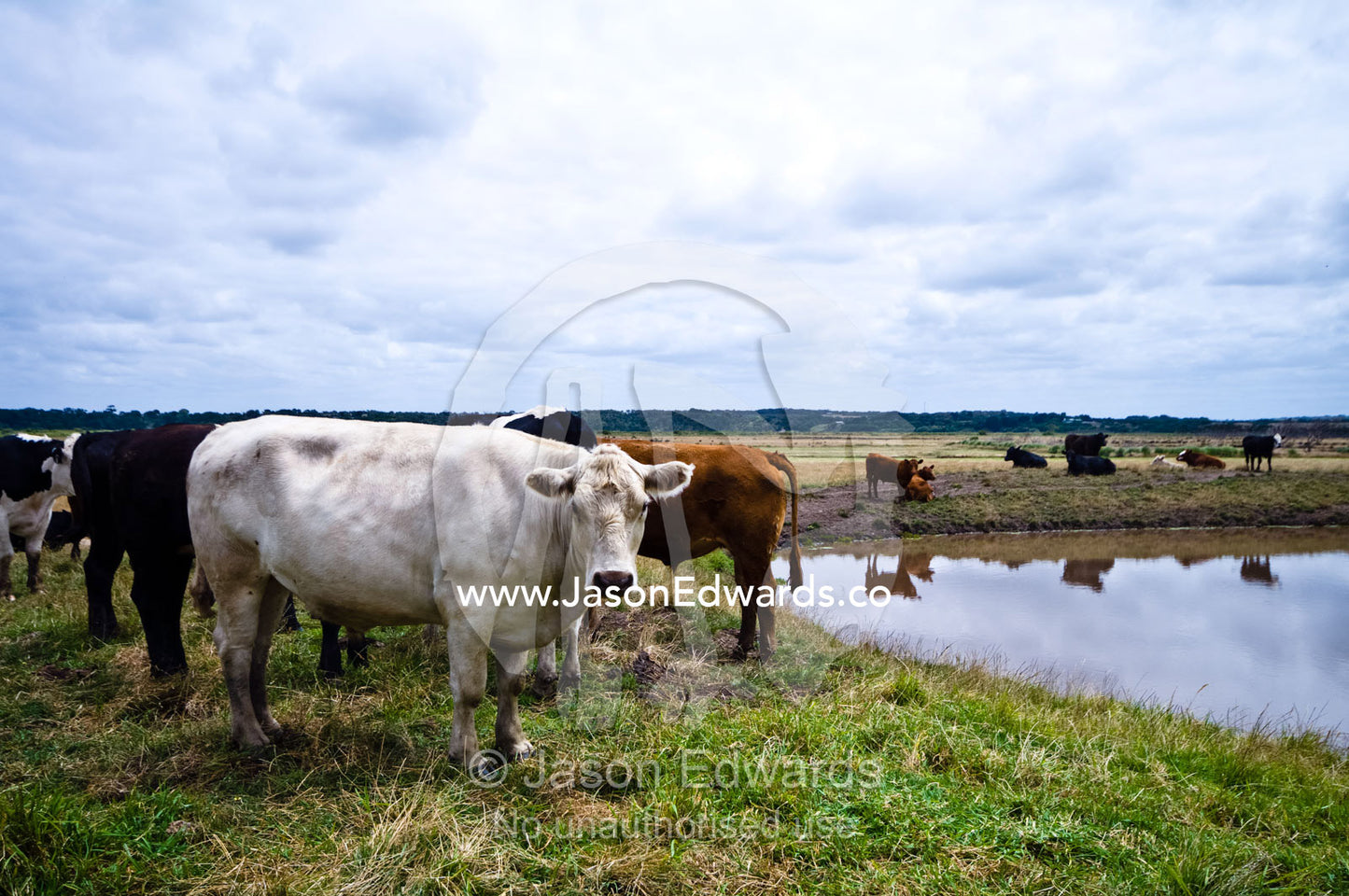 A Charolais cow and other cattle resting by water in a farm dam. Tarwin Lower, Bass Strait, South Gippsland, Victoria, Australia.