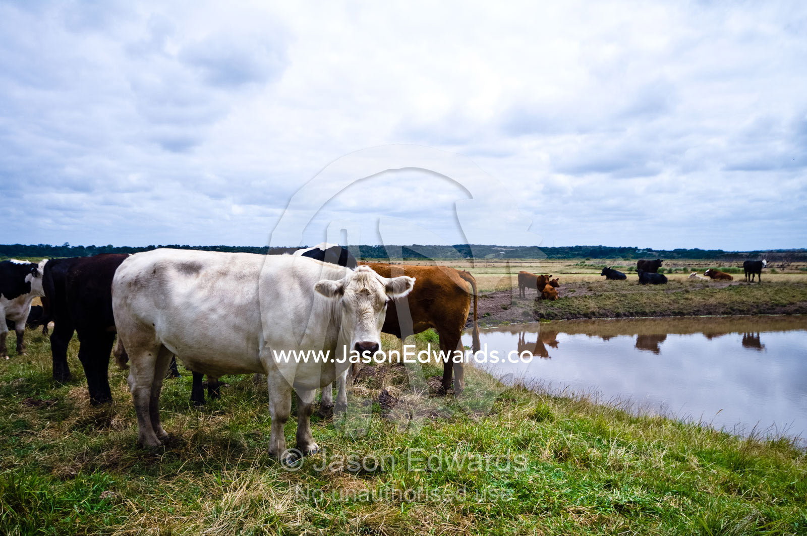 A Charolais cow and other cattle resting by water in a farm dam. Tarwin Lower, Bass Strait, South Gippsland, Victoria, Australia.