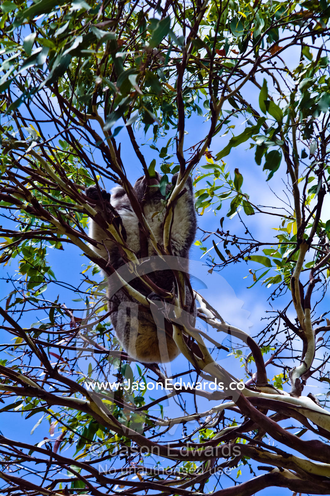 A Koala grazes on eucalyptus leaves in a gum tree canopy in a garden. Inverloch, South Gippsland, Victoria, Australia.