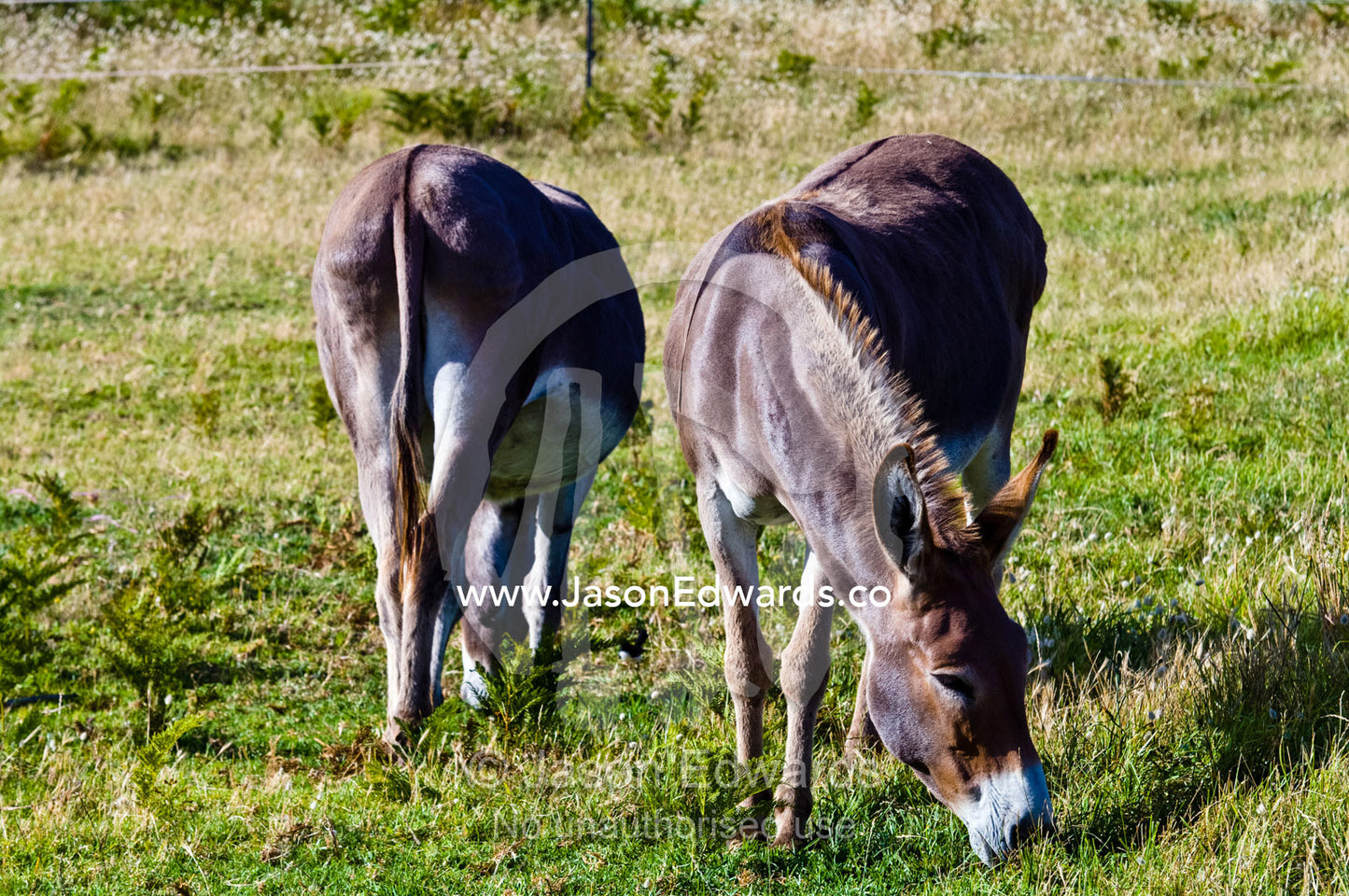 A pair of domestic donkeys grazes on short grasses in a farm paddock. Venus Bay, Bass Strait, South Gippsland, Victoria, Australia.