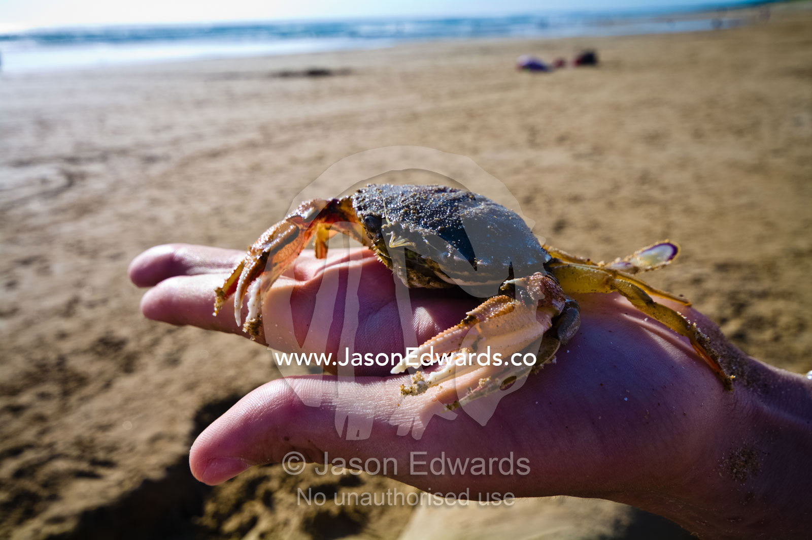 A large Surf Crab with pincer claws resting on a hand at the beach. Venus Bay, Bass Strait, South Gippsland, Victoria, Australia.
