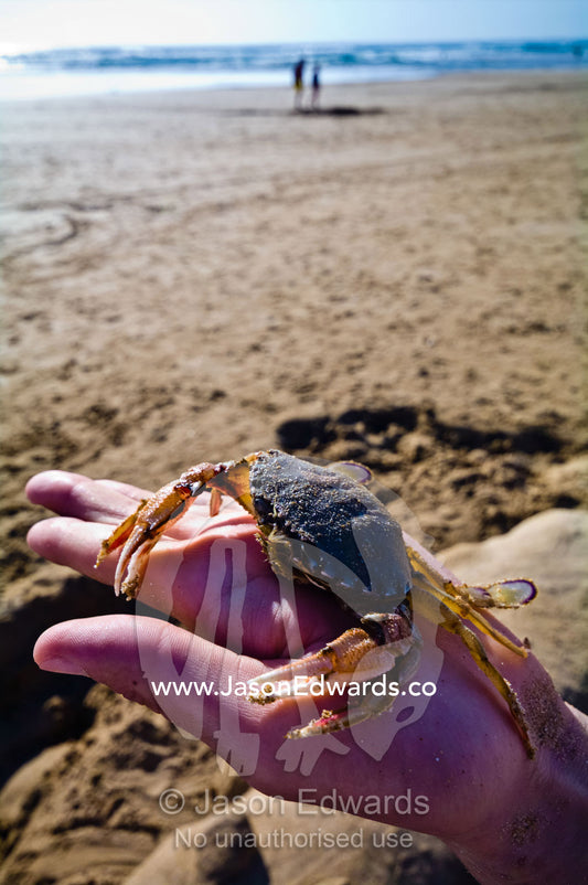 A large Surf Crab with pincer claws resting on a hand at the beach. Venus Bay, Bass Strait, South Gippsland, Victoria, Australia.