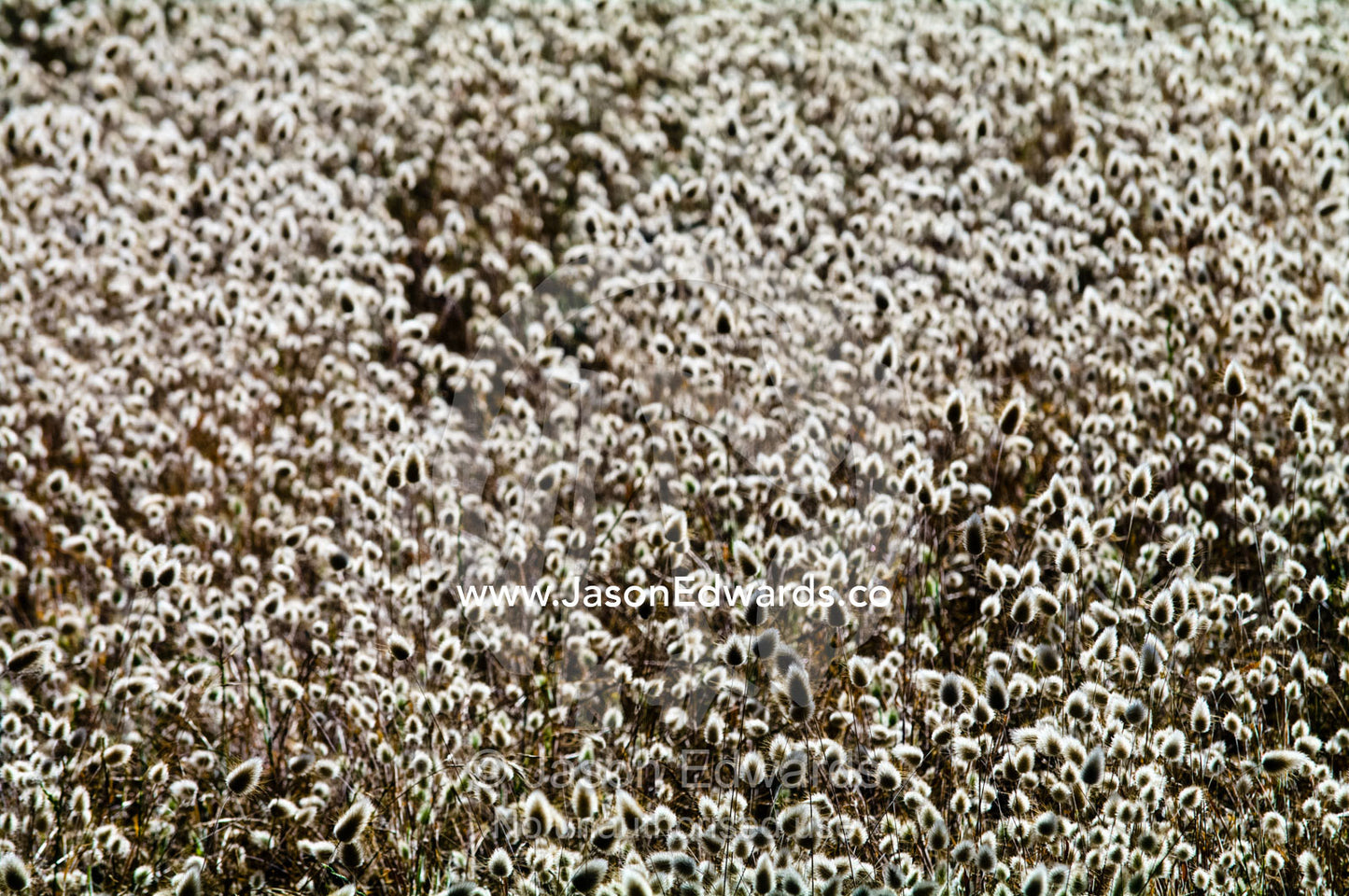 Seeding clover heads carpet a farm field backlit by the rising sun. Venus Bay, South Gippsland, Victoria, Australia.