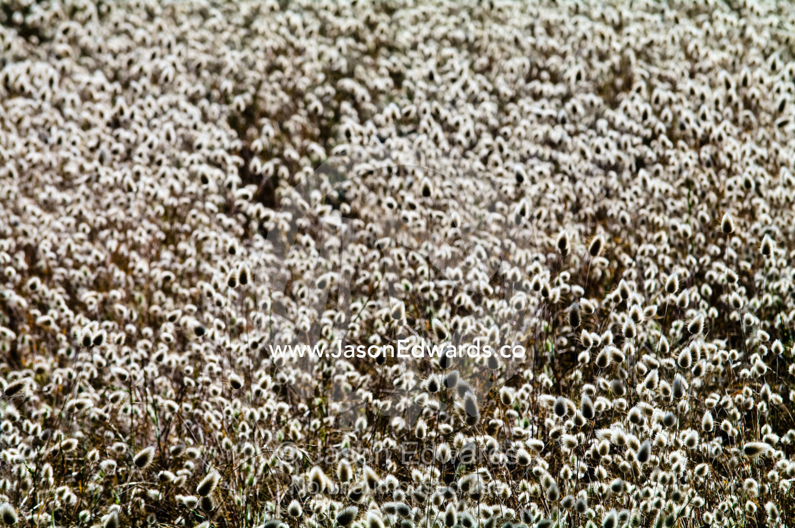 Seeding clover heads carpet a farm field backlit by the rising sun. Venus Bay, South Gippsland, Victoria, Australia.