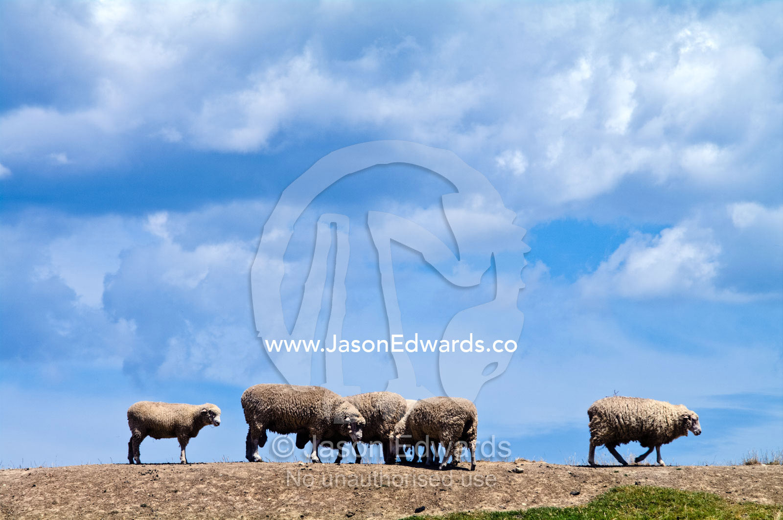 A flock of sheep stand on a dirt dam wall on a hot summers day. Fish Creek, South Gippsland, Victoria, Australia.