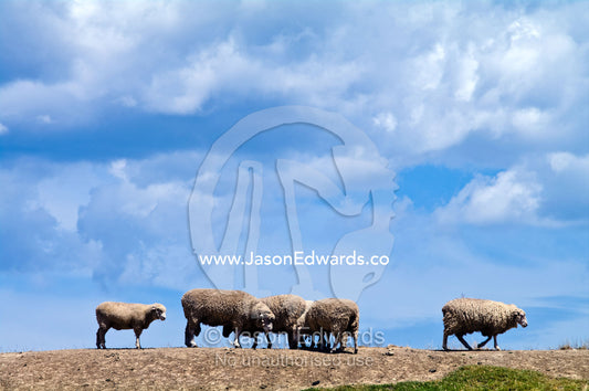 A flock of sheep stand on a dirt dam wall on a hot summers day. Fish Creek, South Gippsland, Victoria, Australia.