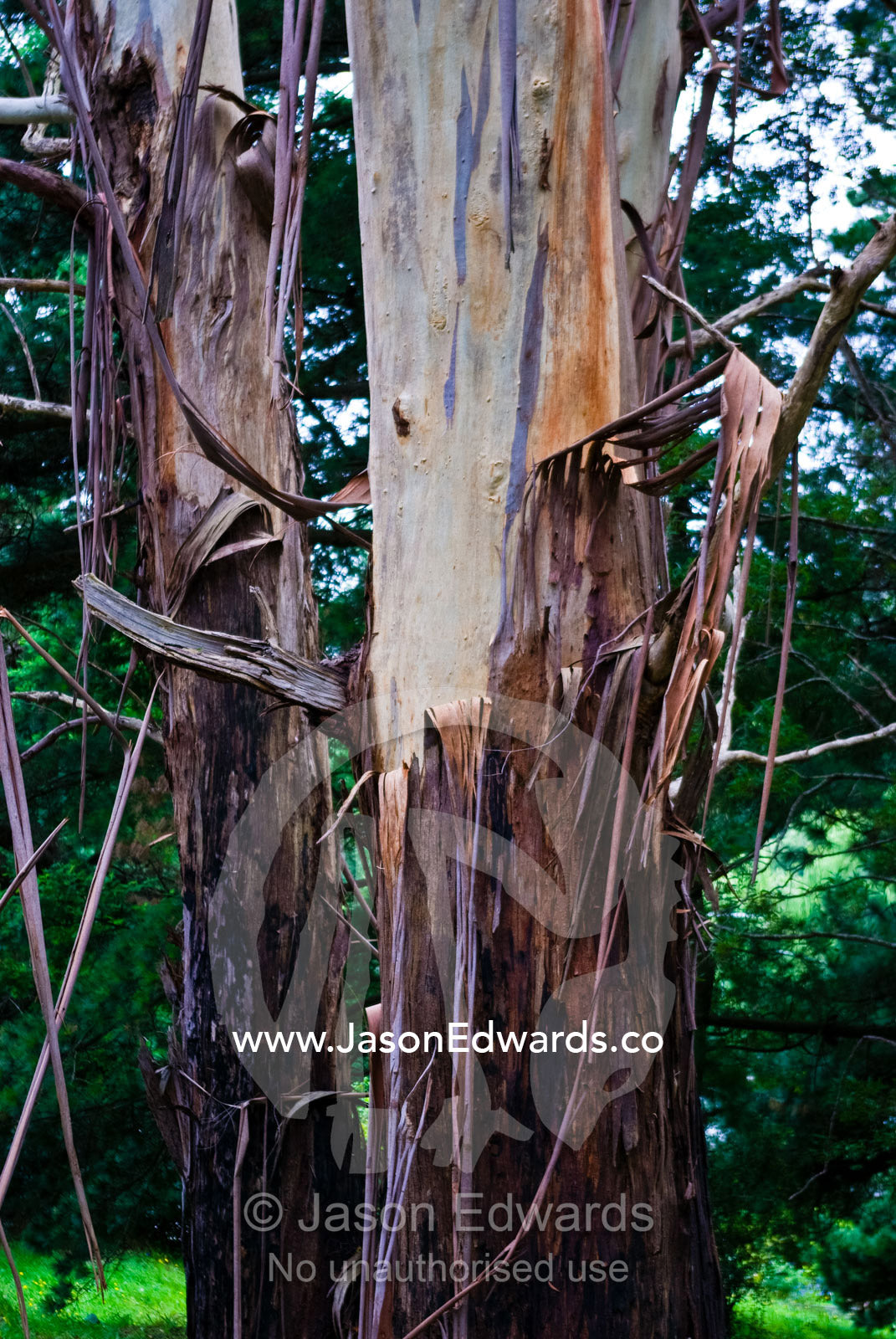 Bark peels in strips from the trunk of a tall, straight Mountain Ash. Lakeside, Emerald, Melbourne, Victoria, Australia.