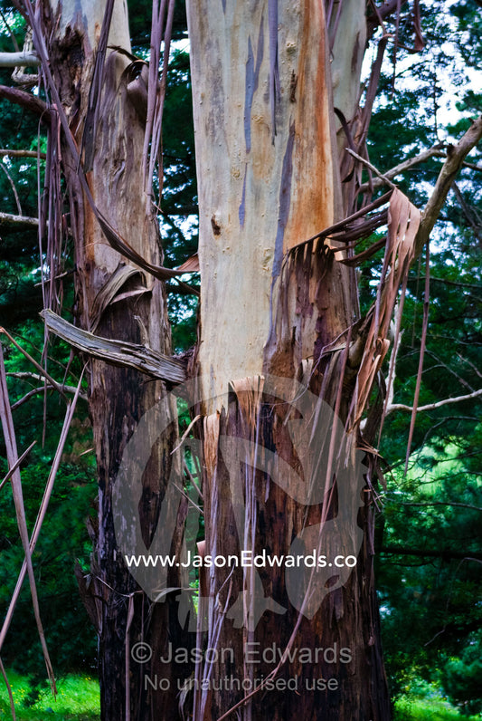 Bark peels in strips from the trunk of a tall, straight Mountain Ash. Lakeside, Emerald, Melbourne, Victoria, Australia.