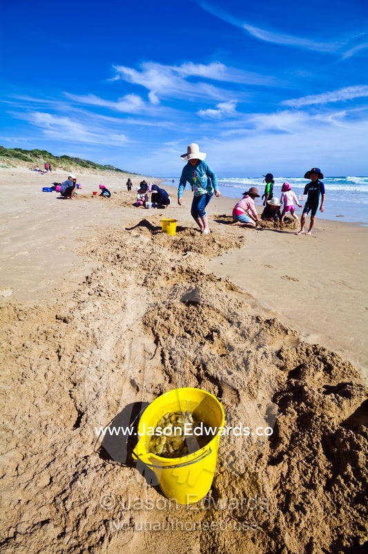 Families dig in the sand to collect pipi from the beach at low tide. Venus Bay, Cape Liptrap Coastal Park, Bass Strait, South Gippsland, Victoria, Australia.