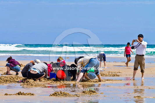 Families dig in the sand to collect pipi from the beach at low tide. Venus Bay, Cape Liptrap Coastal Park, Bass Strait, South Gippsland, Victoria, Australia.