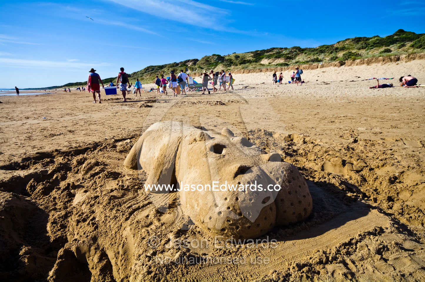 A hippopotamus sand sculpture carved into a beach at low tide. Venus Bay, Cape Liptrap Coastal Park, Bass Strait, South Gippsland, Victoria, Australia.