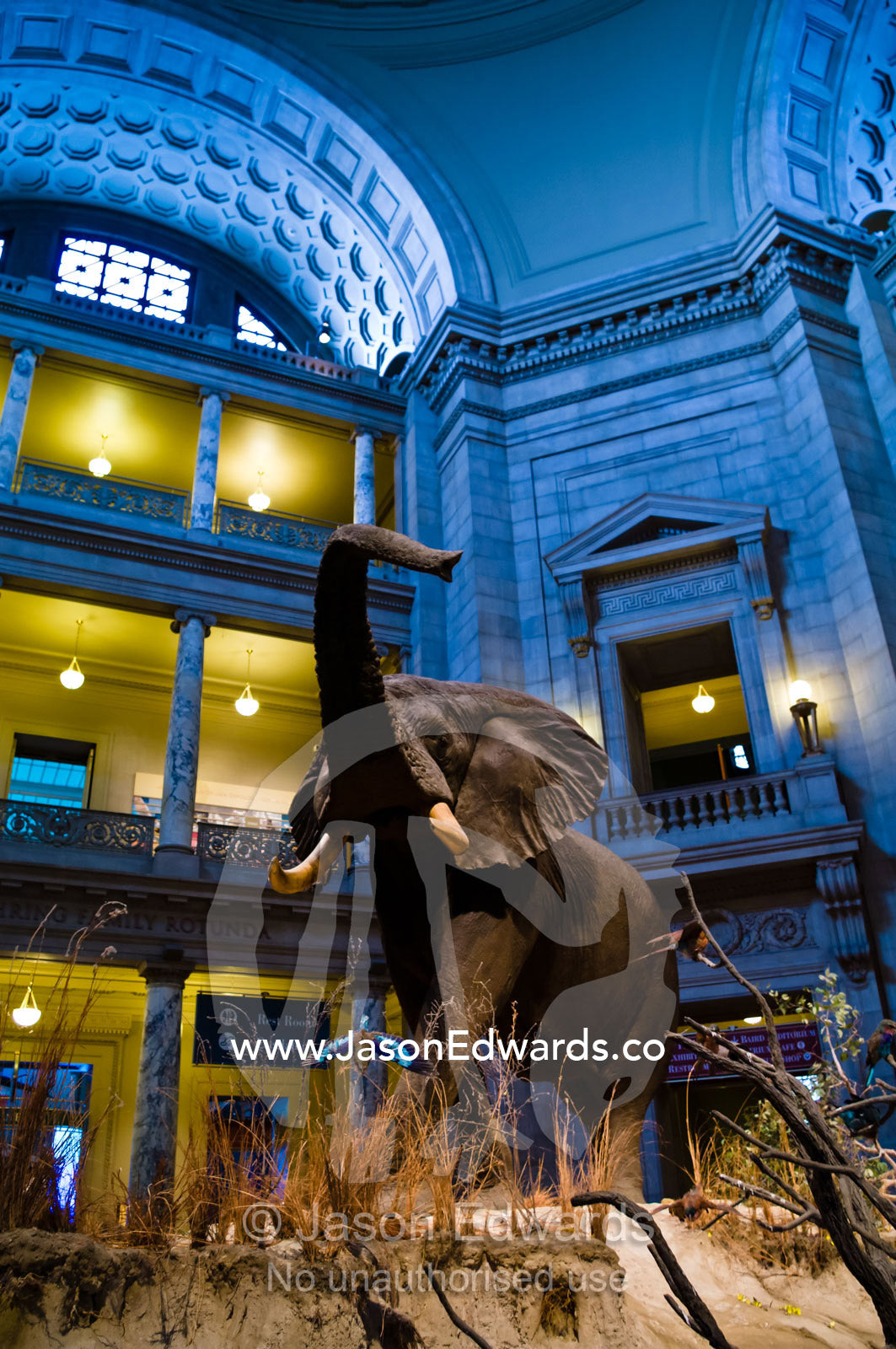 An African Elephant in the National Museum of Natural History rotunda. Smithsonian Institution National Museum of Natural History, District of Columbia, United States of America.