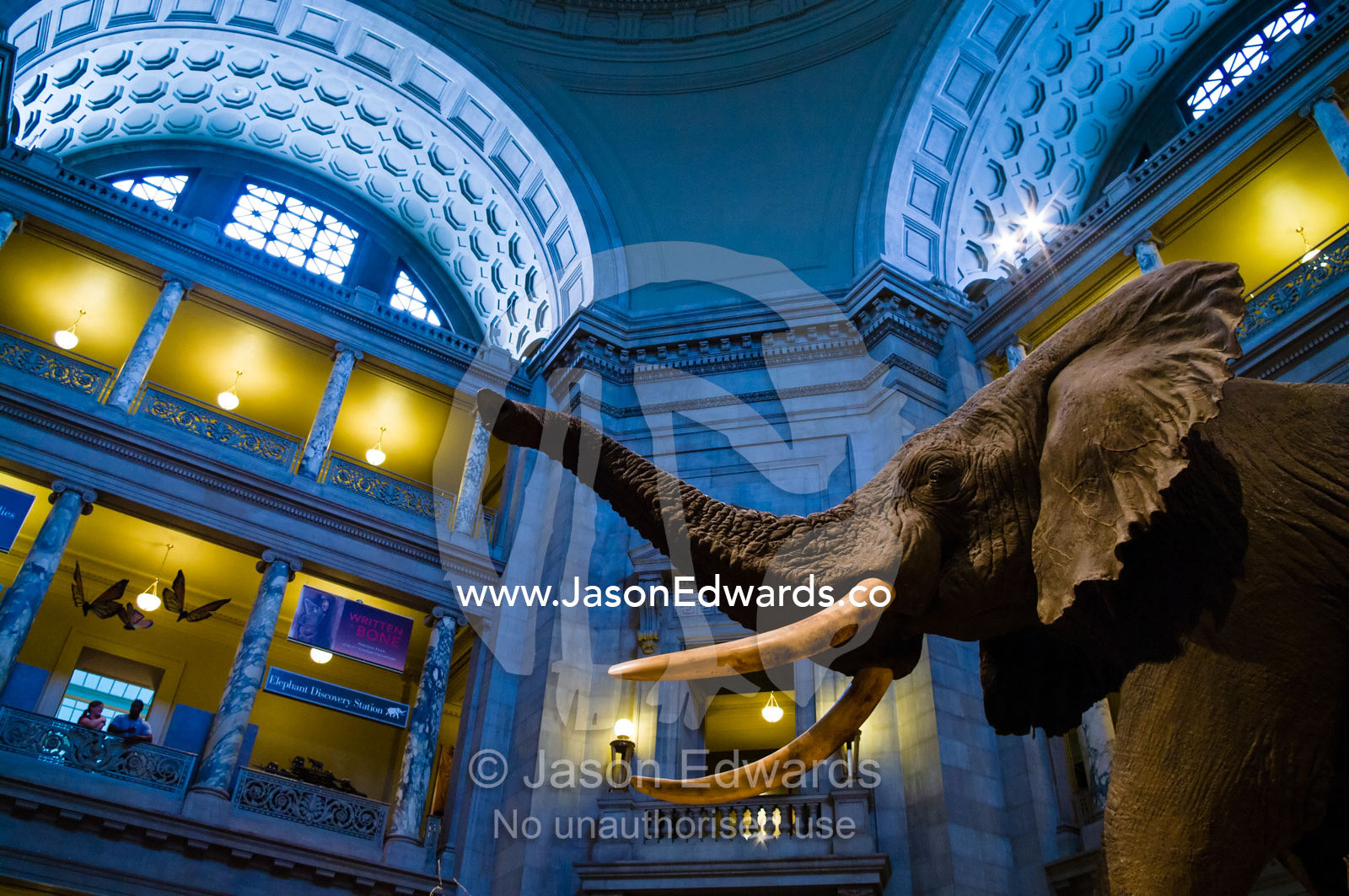 An African Elephant in the National Museum of Natural History rotunda. Smithsonian Institution National Museum of Natural History, District of Columbia, United States of America.