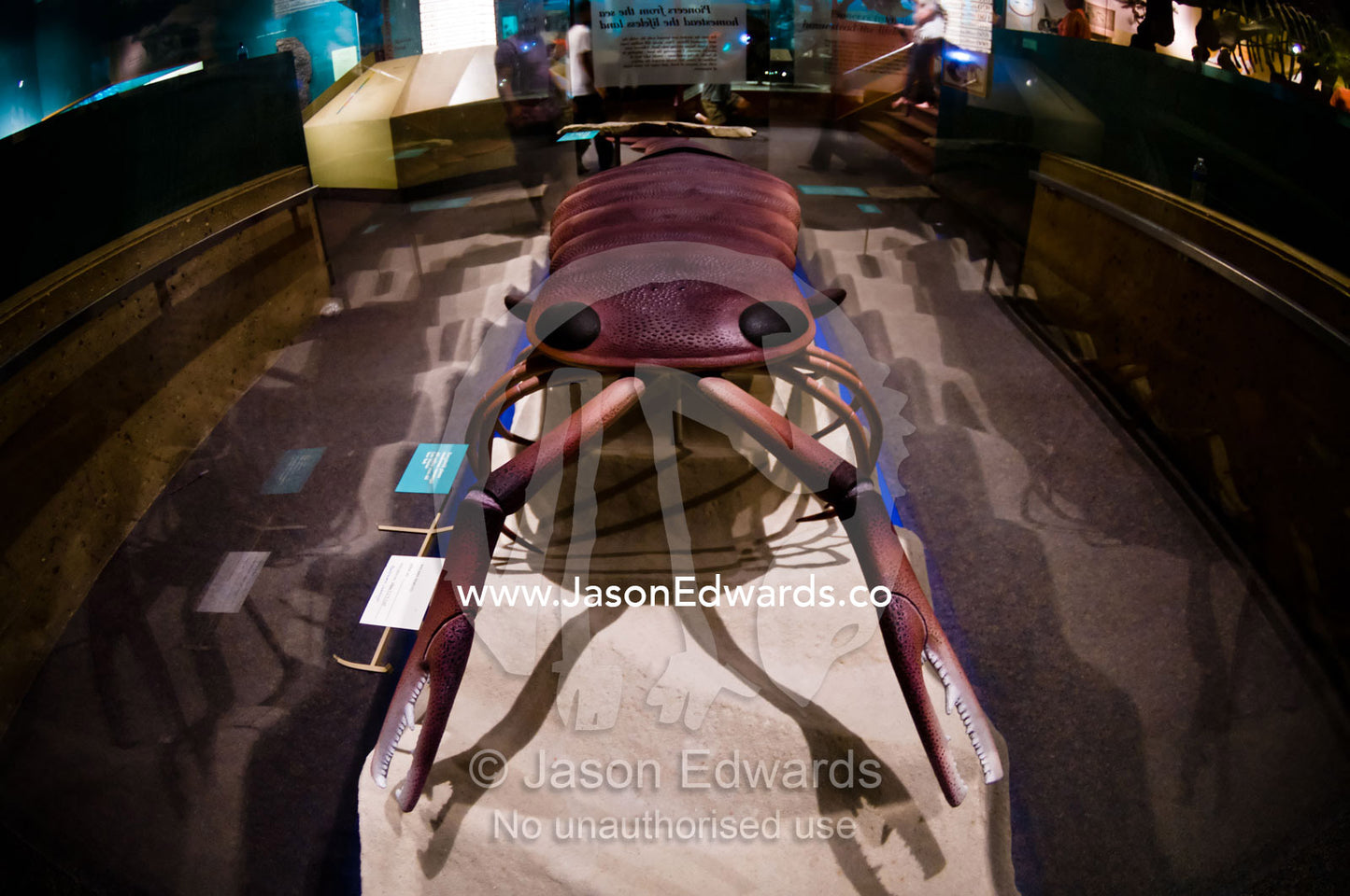 A replica model of Eurypterid pincer an extinct giant Sea Scorpion. Smithsonian Institution National Museum of Natural History, District of Columbia, United States of America.