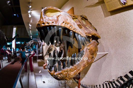 The ferocious teeth and jaws of a Tyrannosaurus Rex fossil skull. Smithsonian Institution National Museum of Natural History, District of Columbia, United States of America.