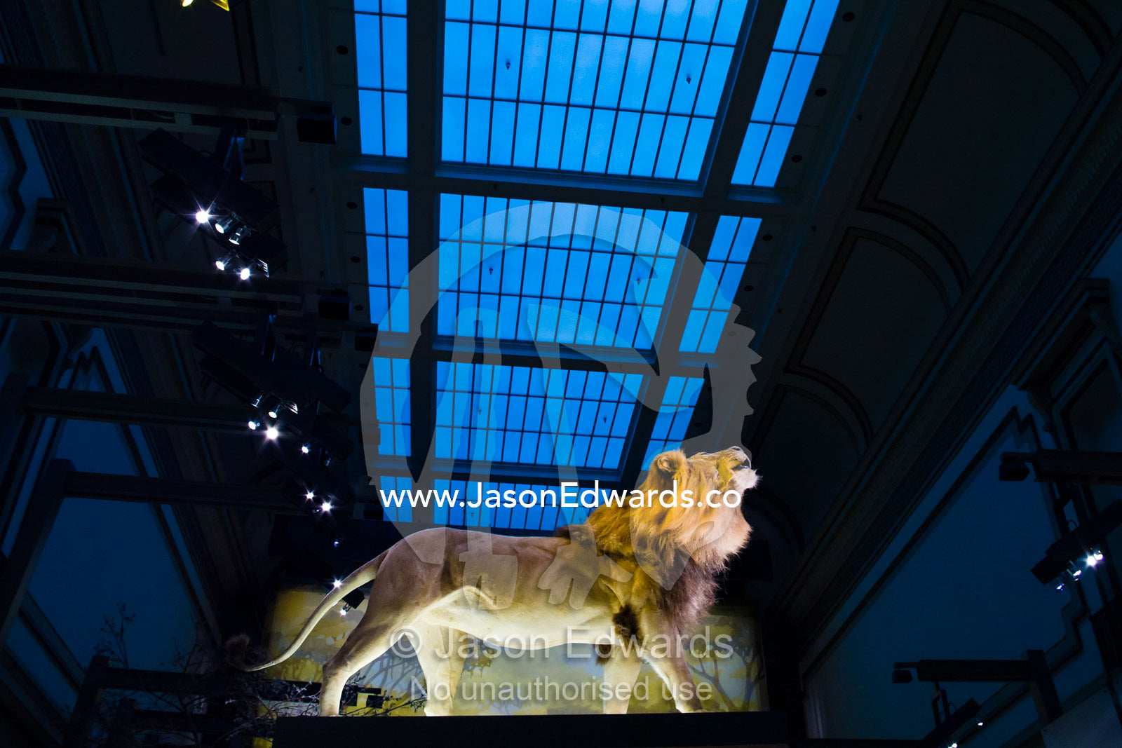 A proud stuffed male lion looks to a glass ceiling for escape. Smithsonian Institution National Museum of Natural History, District of Columbia, United States of America.