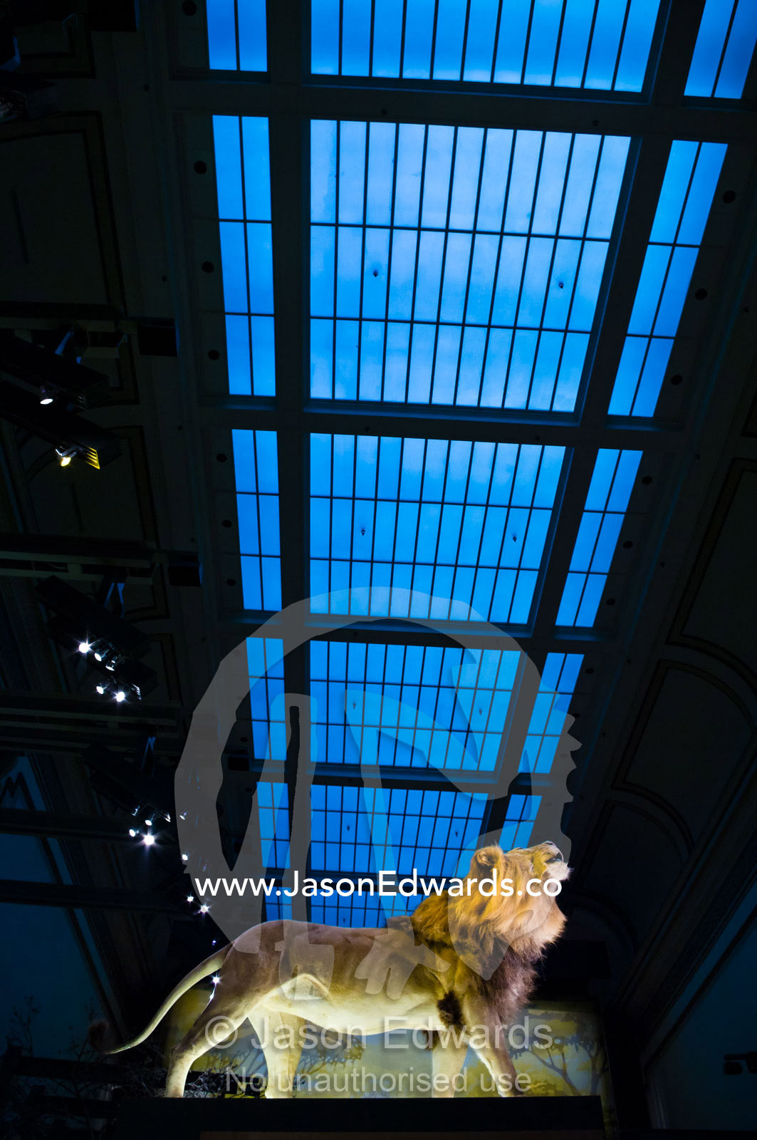 A proud stuffed male lion looks to a glass ceiling for escape. Behring Hall of Mammals, Smithsonian Institution National Museum of Natural History, District of Columbia, United States of America.