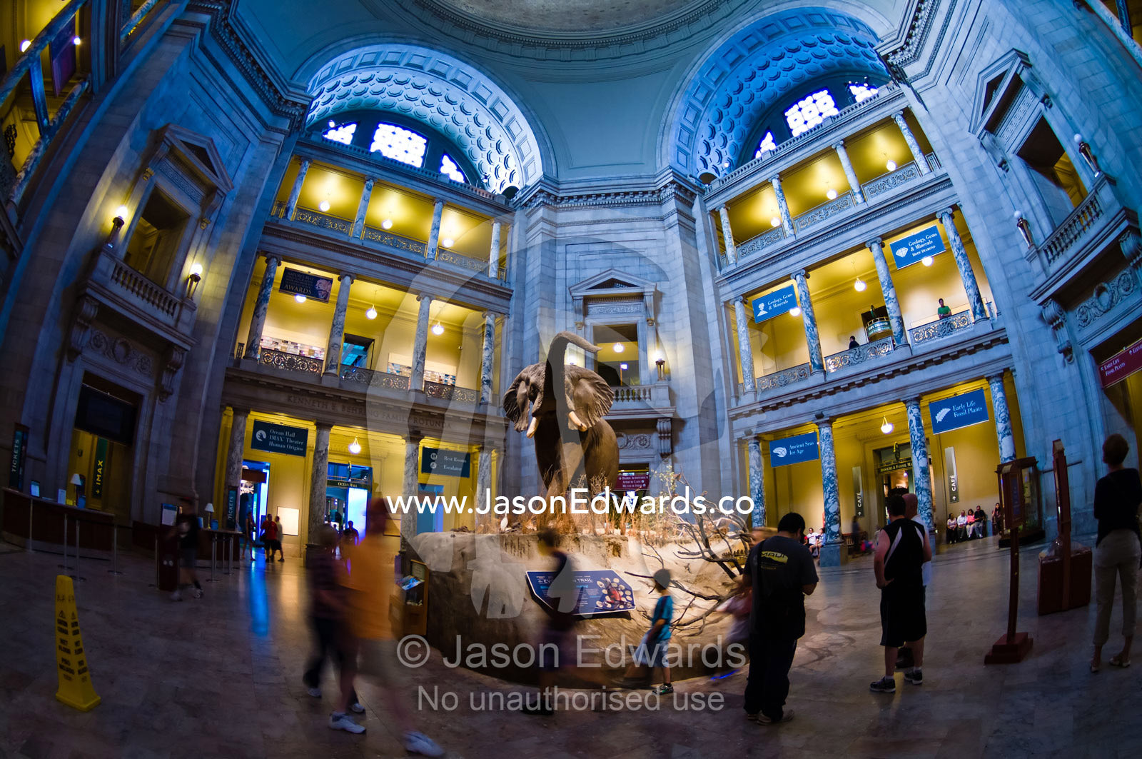 An African Elephant in the National Museum of Natural History rotunda. Smithsonian Institution National Museum of Natural History, District of Columbia, United States of America.
