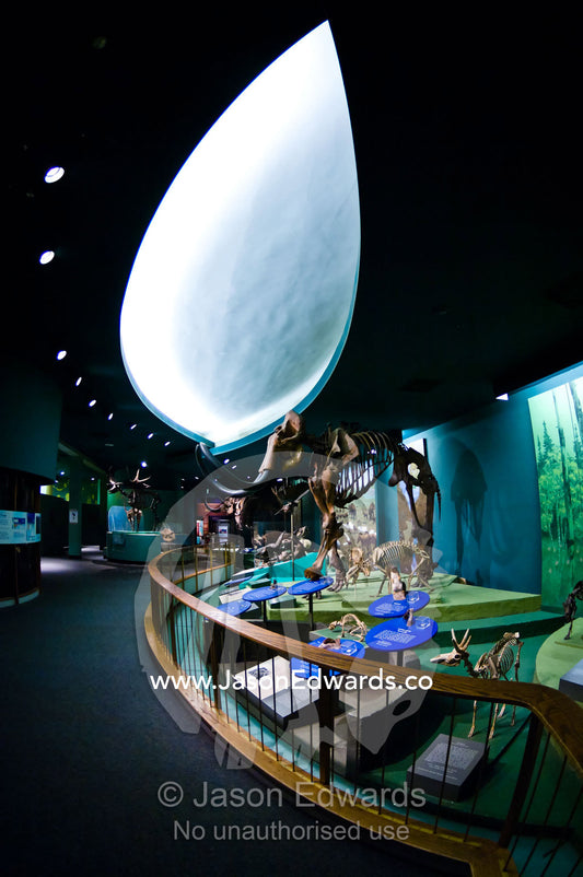 A Mammoth skeleton on display in an exhibition of Ice Age Mammals Smithsonian Institution National Museum of Natural History, District of Columbia, United States of America.
