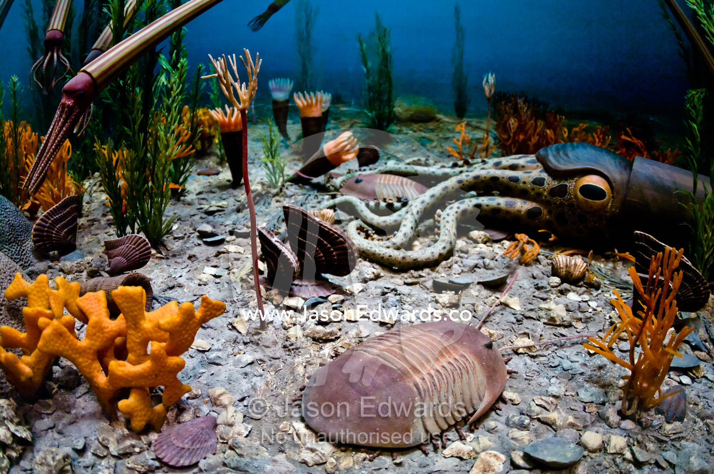 Ordovician cephalopods, corals, bivalves, crinoids, and trilobites. Smithsonian Institution National Museum of Natural History, District of Columbia, United States of America.