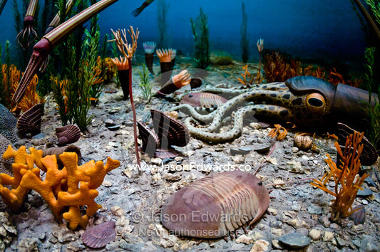 Ordovician cephalopods, corals, bivalves, crinoids, and trilobites. Smithsonian Institution National Museum of Natural History, District of Columbia, United States of America.