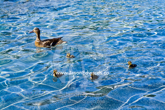 A duck and ducklings swim in the cool water of The Memorial Plaza pool The Memorial Plaza, National World War II Memorial, National Mall, Washington, District of Columbia, United States of America.