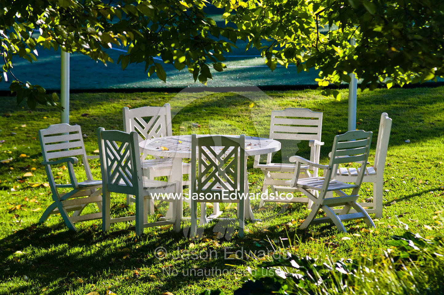 A garden table and chairs in the afternoon beneath a large Elm tree. Hawthorn, Melbourne, Victoria, Australia.