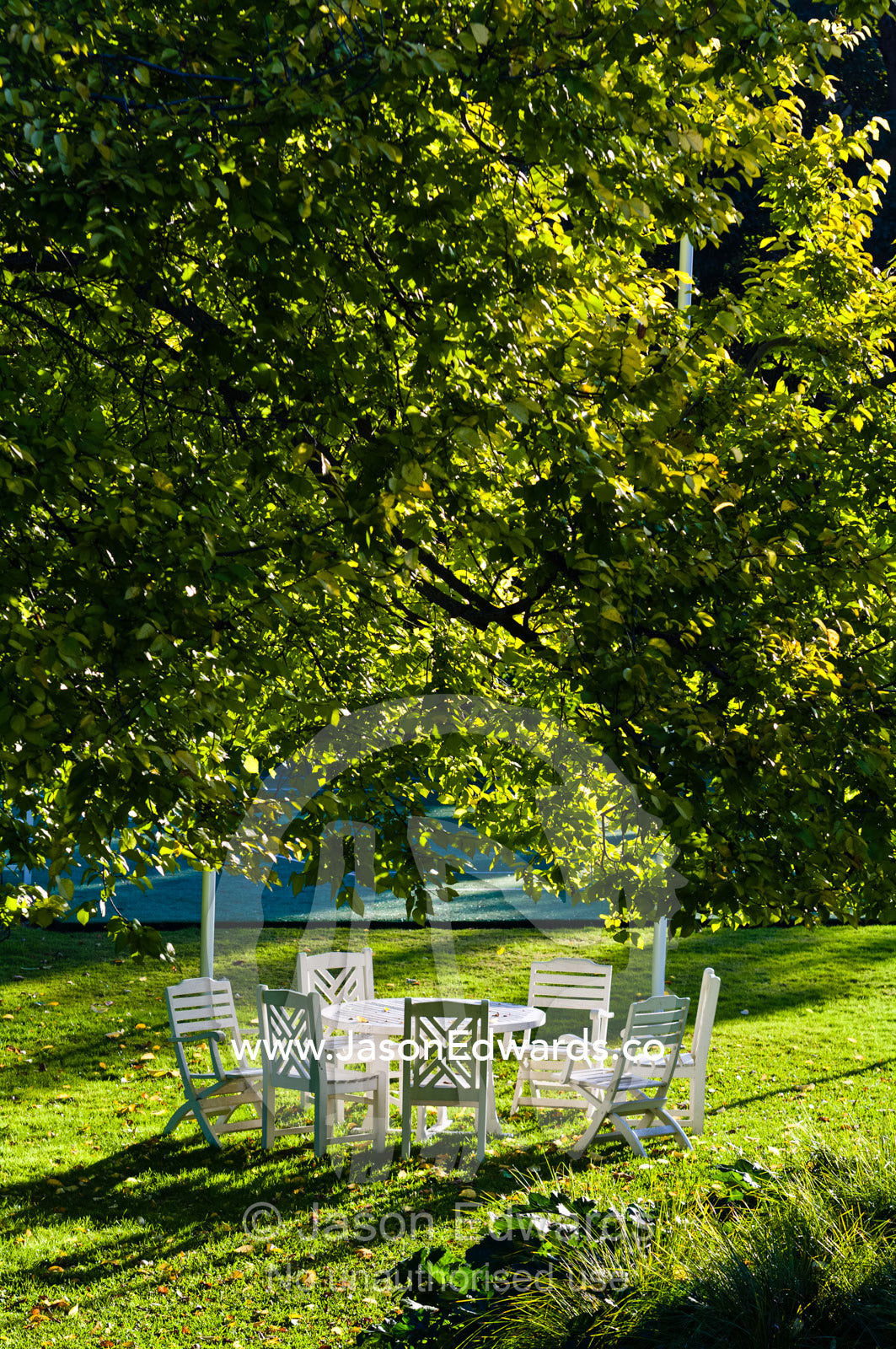 A garden table and chairs in the afternoon beneath a large Elm tree. Hawthorn, Melbourne, Victoria, Australia.