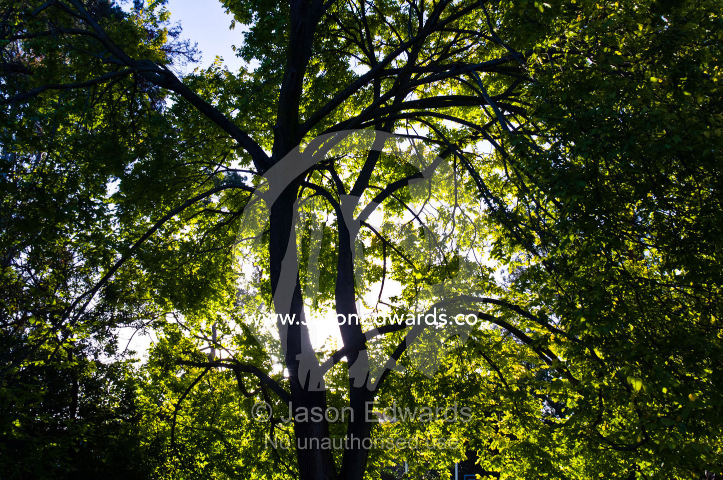 Dappled afternoon sunlight filters through the canopy of an Elm tree. Hawthorn, Melbourne, Victoria, Australia.