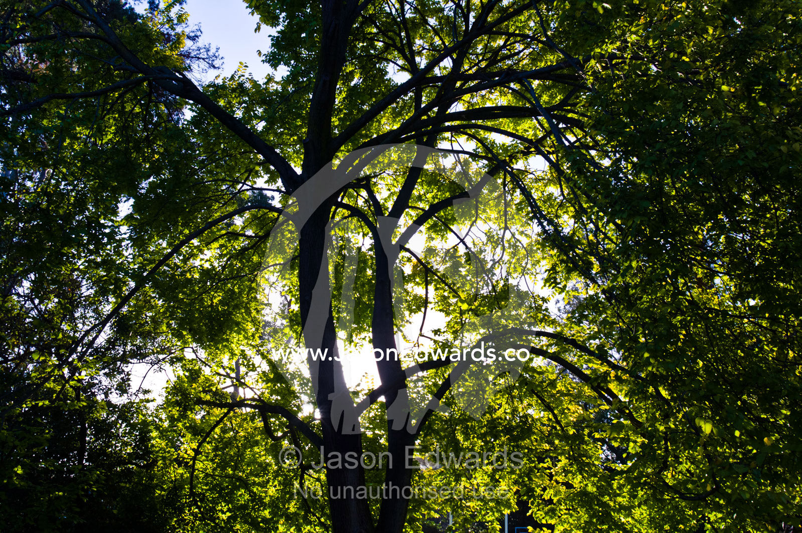 Dappled afternoon sunlight filters through the canopy of an Elm tree. Hawthorn, Melbourne, Victoria, Australia.
