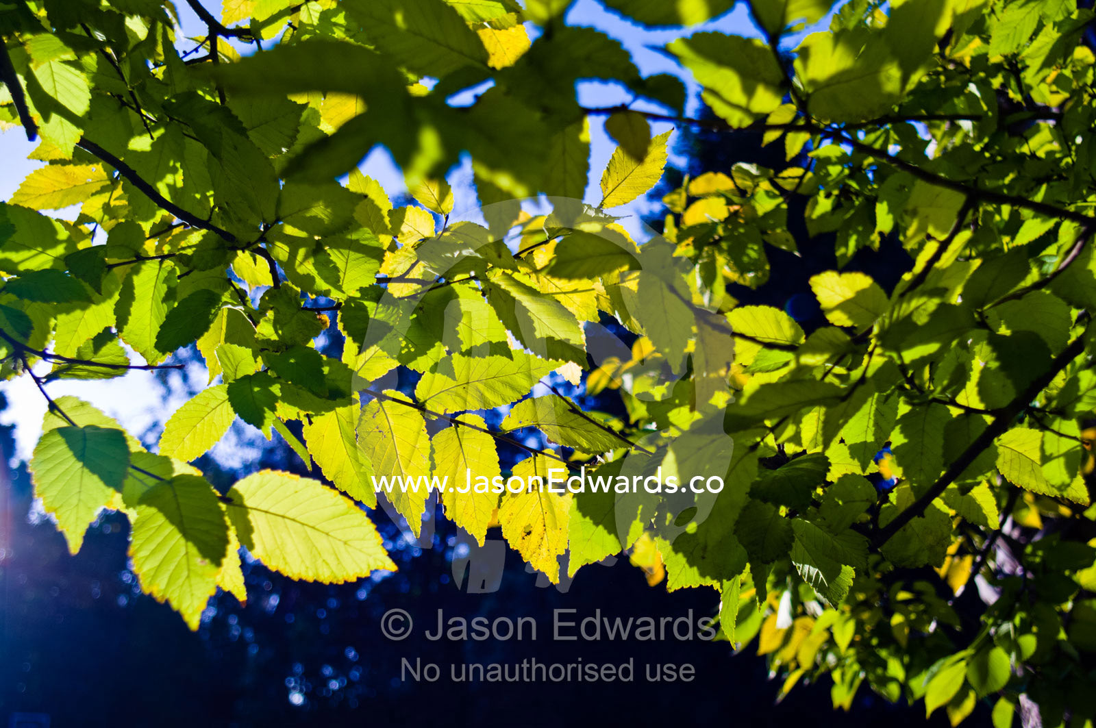 Dappled afternoon sunlight filters through the canopy of an Elm tree. Hawthorn, Melbourne, Victoria, Australia.