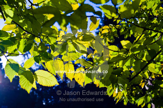Dappled afternoon sunlight filters through the canopy of an Elm tree. Hawthorn, Melbourne, Victoria, Australia.