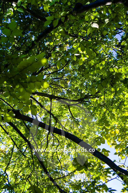 Dappled afternoon sunlight filters through the canopy of an Elm tree. Hawthorn, Melbourne, Victoria, Australia.