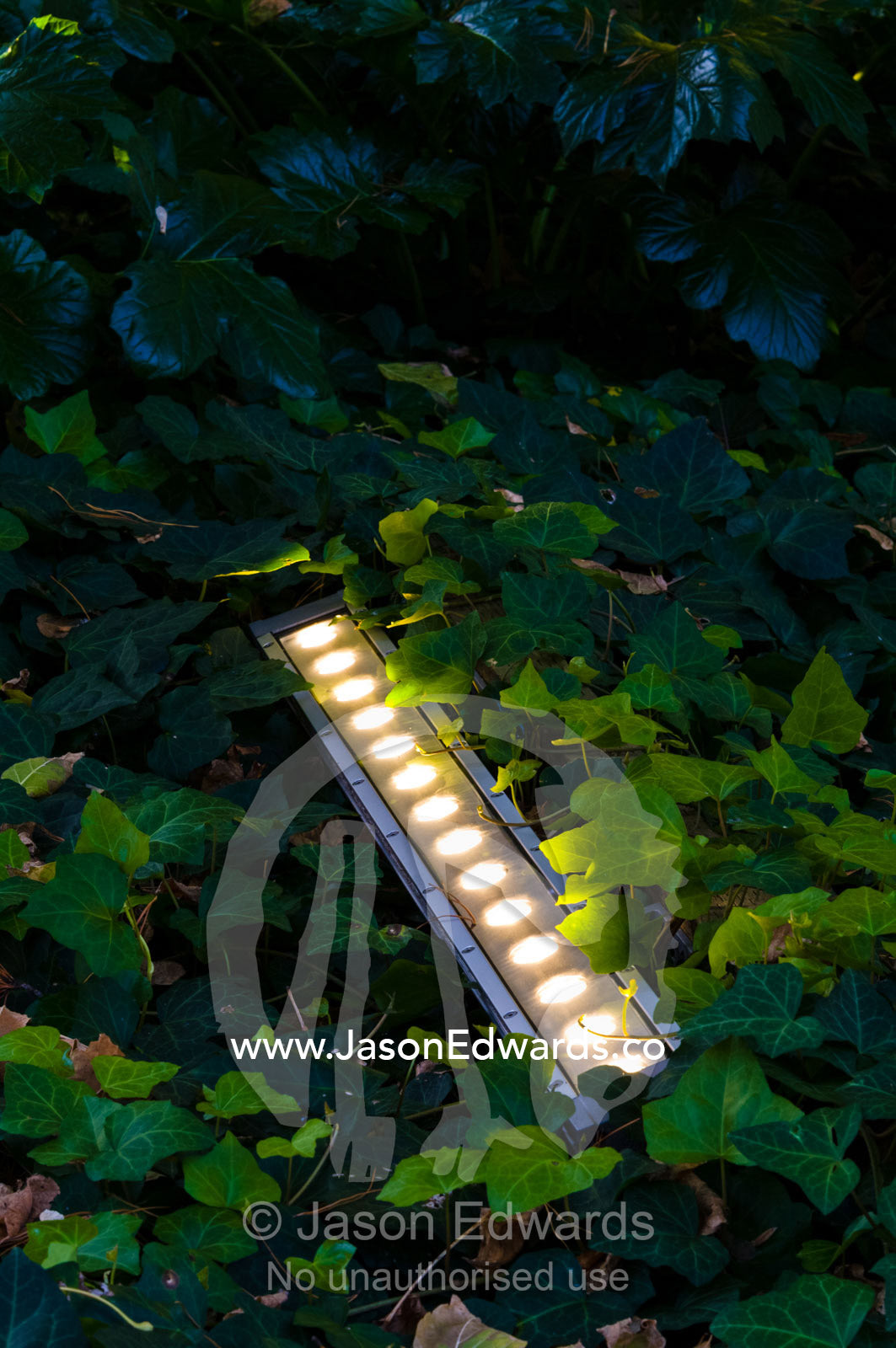 LED garden lights in a stainless steel bracket surrounded by Ivy. Hawthorn, Melbourne, Victoria, Australia.