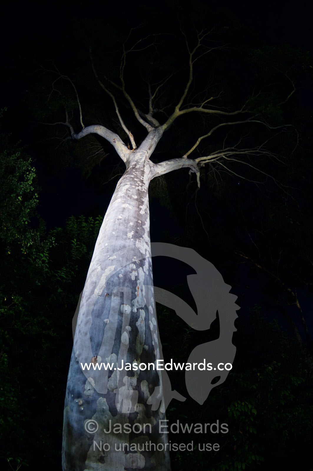 A smooth mottled Spotted Gum tree trunk rising into the night sky. Hawthorn, Melbourne, Victoria, Australia.
