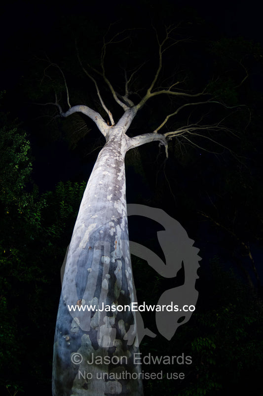 A smooth mottled Spotted Gum tree trunk rising into the night sky. Hawthorn, Melbourne, Victoria, Australia.