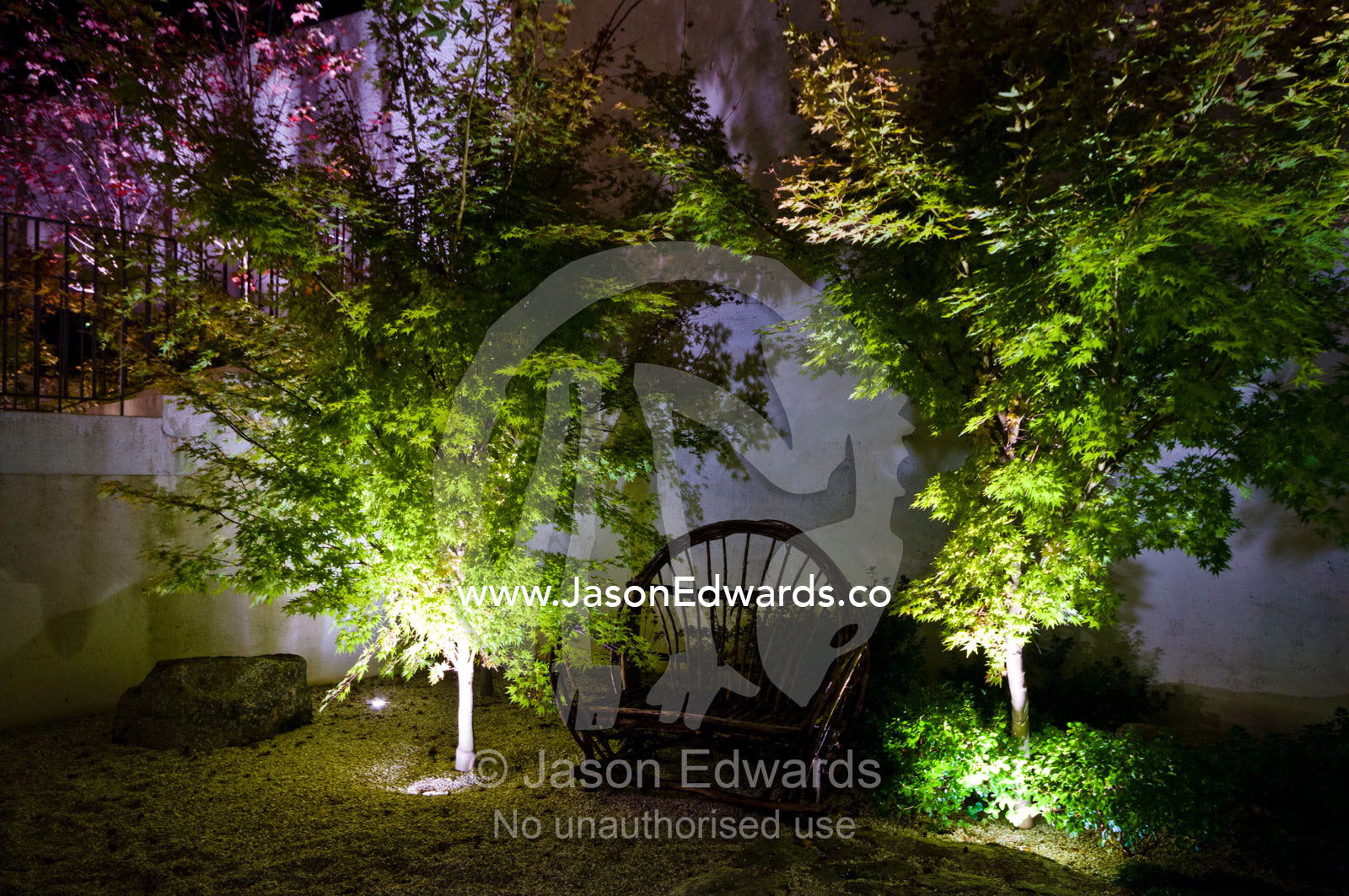 A stone garden with deciduous Japanese Maples lit by LED's at night. Hawthorn, Melbourne, Victoria, Australia.