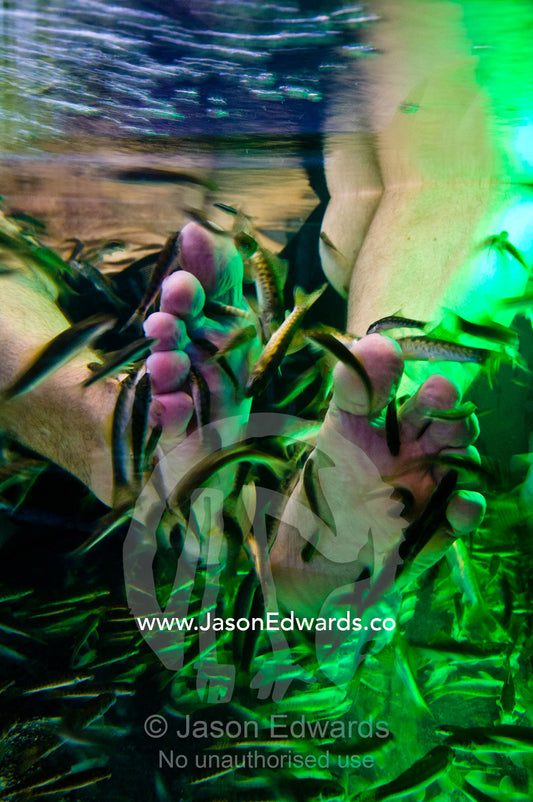 Flesh eating fish devour dead skin cells from a fish spa patrons feet. Soi Thaniya Plaza, Silom, Bangkok, Thailand.
